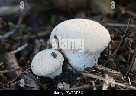 Lycoperdon pratense, chiamato anche Vascellum pratense, comunemente noto come Meadow Puffball, fungo selvaggio dalla Finlandia Foto Stock