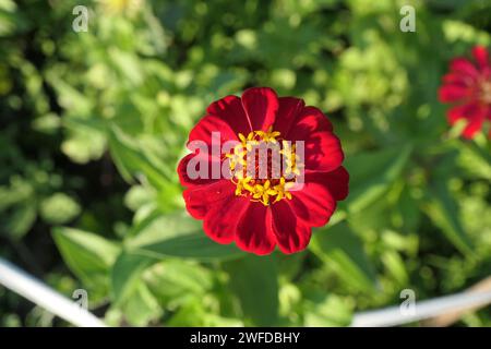 Fiore rosso brillante di zinnia che fiorisce nel giardino Foto Stock