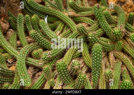 Esplora un affascinante giardino botanico pieno di una vasta gamma di piante, che mette in mostra la bellezza della natura, la sostenibilità e l'harmo ambientale Foto Stock