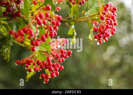 Bacche rosse di viburno con gocce d'acqua su sfondo verde. Foto Stock