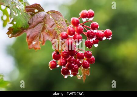 Bacche rosse di viburno con gocce d'acqua su sfondo verde. Foto Stock