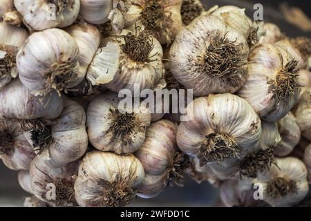 Aglio in fasci essiccati sotto il tetto di una casa rurale. Prodotto biologico ampiamente utilizzato in cucina e medicina di diverse nazioni. Messa a fuoco selettiva. Foto Stock