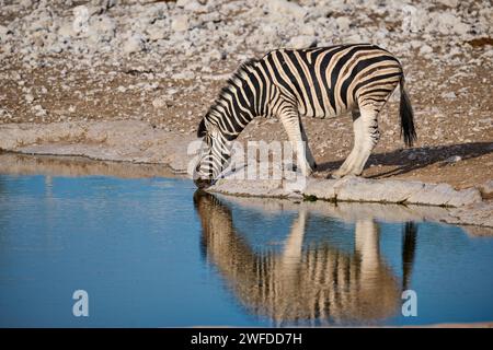 Zebra delle pianure o zebra di Burchell (Equus quagga burchellii) presso la sorgente, il Parco Nazionale di Etosha, Namibia, Africa Foto Stock