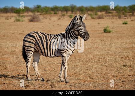 Zebra delle pianure o zebra di Burchell (Equus quagga burchellii), Parco Nazionale di Etosha, Namibia, Africa Foto Stock