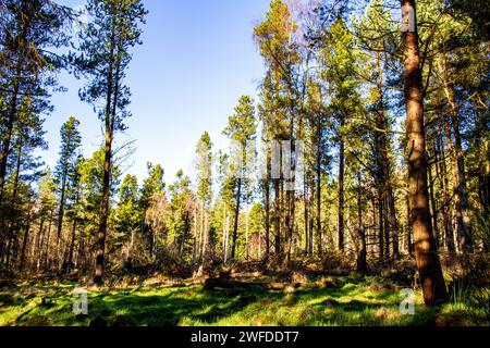 Splendido sole invernale attraverso gli alti alberi di Templeton Woods a Dundee, Scozia Foto Stock