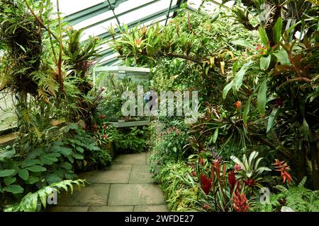 Amazonian Ecosystem Enchantment: Nature's Wonders in the Botanical Greenhouse. Botanic Rainforest Marvel: Esplorando la flora amazzonica nel Foto Stock