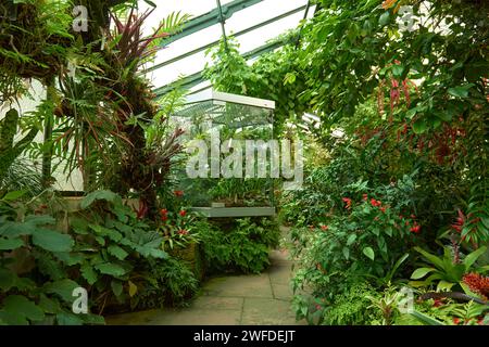 Amazonian Ecosystem Enchantment: Nature's Wonders in the Botanical Greenhouse. Botanic Rainforest Marvel: Esplorando la flora amazzonica nel Foto Stock