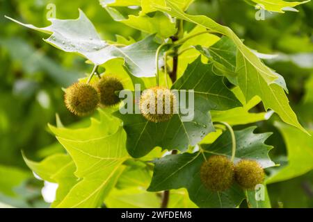 Foglie e frutti di Platanus occidentalis, noto anche come sicomoro americano. Foto Stock