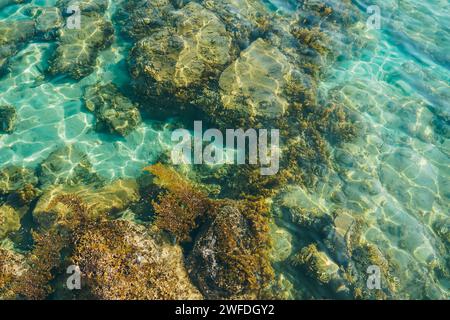 Vista dall'alto di coralli e alghe sulla sabbia del mare. Spiaggia limpida e trasparente. Acqua di mare limpida con alghe. Foto Stock
