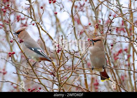 Coppia di Waxwings bohemien-Bombycilla garrulus appollaiati sulle bacche di biancospino - Crataegus monogyna. Inverno. Regno Unito Foto Stock