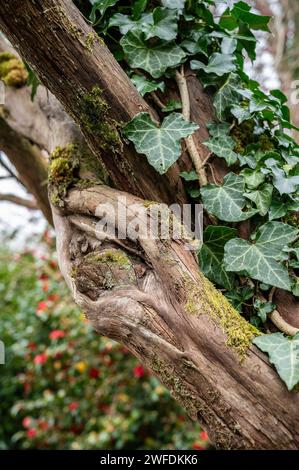 Vecchio nodo in un vecchio albero morto con edera che cresce nell'ulteriore tronco con fiori rossi e gialli sfocati sullo sfondo Foto Stock