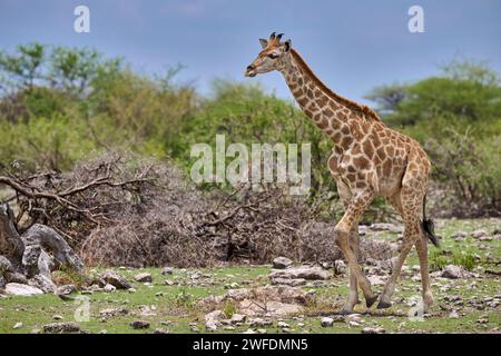 Giraffa angolana giovane o giraffa namibiana o giraffa fumosa (Giraffa camelopardalis angolensis), parco nazionale di Etosha, Namibia, Africag Foto Stock