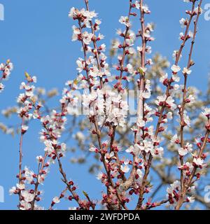 Fioritura di albero di albicocche in primavera Foto Stock