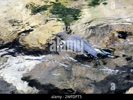 Cucchiaia a gola bianca, Wasseramsel, Cincle plongeur, Cinclus cinclus, vízirigó, Vintgar Gorge, Slovenia, Europa Foto Stock