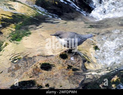 Cucchiaia a gola bianca, Wasseramsel, Cincle plongeur, Cinclus cinclus, vízirigó, Vintgar Gorge, Slovenia, Europa Foto Stock