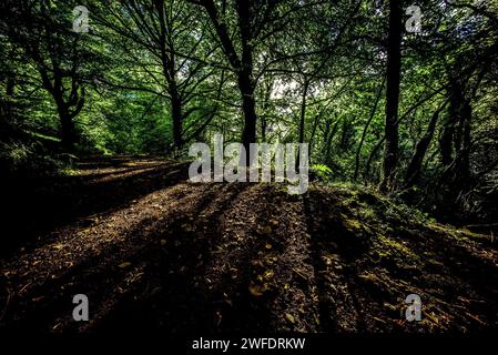 Bosco interno scuro, sole attraverso gli alberi, Cornovaglia, Foto Stock