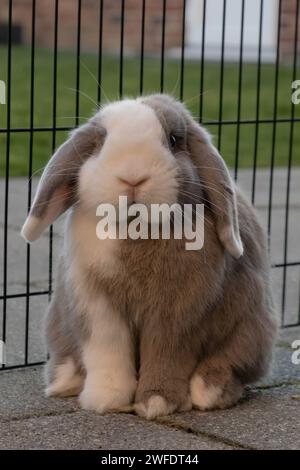 Ritratto di un coniglio Mini Lop diviso in blu che si gode l'aria aperta Foto Stock