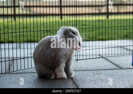 Ritratto di un coniglio Mini Lop diviso in blu che si gode l'aria aperta Foto Stock