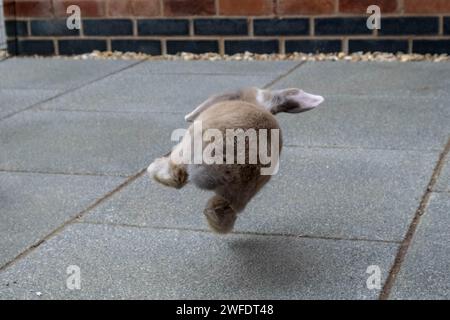 Il coniglio Mini Lop è stato catturato a metà salto in un giocoso gioco sul retro Foto Stock