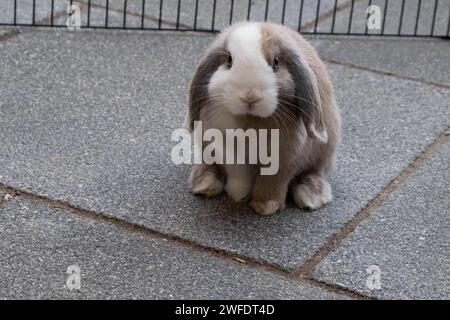 Ritratto di un coniglio Mini Lop diviso in blu che si gode l'aria aperta Foto Stock