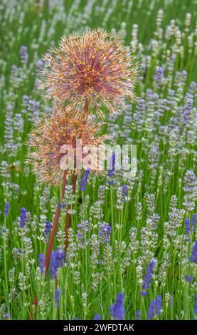 Fiori di cipolla giganti in un aiuole con lavanda Foto Stock
