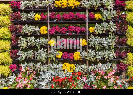 Parete verticale da giardinaggio con Sedum reflexum 'Angelina' - Stonecrop, Senecio cineraria - Dusty Miller, Chrysanthemum, Begonia tuberous Fiori in autunno. Foto Stock
