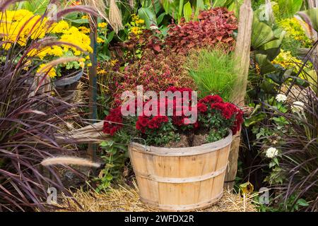 Esposizione di Pennisetum - piante perenni di erba e fiori di crisantemo rosso cremisi che crescono in cesto di legno in autunno. Foto Stock