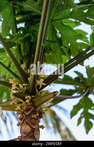 Flora tropicale: Fiori di papaia a Capo Verde. Foto di alta qualità Foto Stock