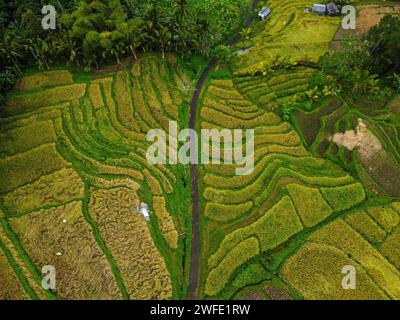 Vista aerea delle risaie a terrazze di Bali Foto Stock