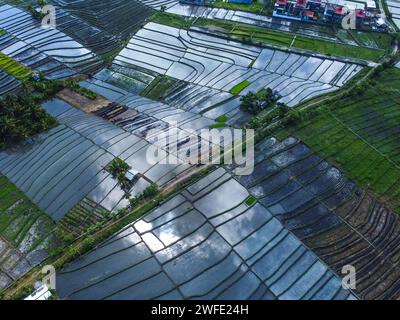 Vista aerea delle risaie a terrazze di Bali Foto Stock
