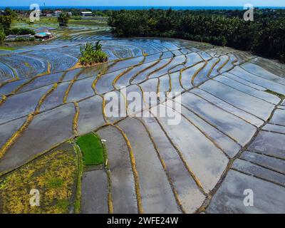 Vista aerea delle risaie a terrazze di Bali Foto Stock