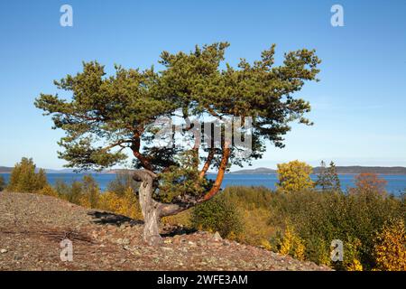 Pino da questa parte del mare. Alberi e colline sono sullo sfondo. Costa al sole, settembre. Foto Stock