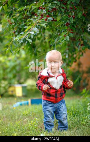 giovane giardiniere, un bambino piccolo, il divertimento della raccolta delle ciliegie, Foto Stock