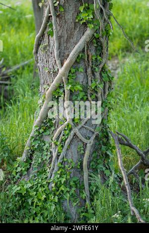 Una forte edera che cresce intorno a un tronco di pioppo cercando di afferrarla. Hedera Helix su un tronco di pioppo. Foto Stock