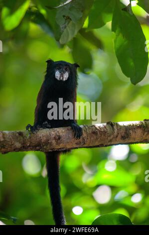 Una scimmia lanosa Commun (Oreonax flavicauda) su una delle foreste primarie della foresta pluviale amazzonica, vicino a Iquitos, Amazzonia, Loreto, Perù. Il giallo- Foto Stock