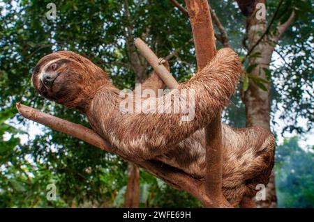 Un selvaggio marrone-throated sloth, Bradypus variegatus, atterraggio casual, Superiore Amazzonia, Loreto, Perù Foto Stock