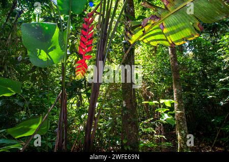 Uccello del paradiso (Heliconia) nella riserva nazionale di Tambopata in Perù. Heliconia è un genere di piante da fiore della famiglia monotipica Heliconiaceae. Foto Stock