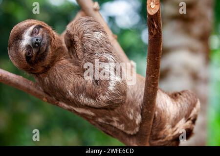 Un selvaggio marrone-throated sloth, Bradypus variegatus, atterraggio casual, Superiore Amazzonia, Loreto, Perù Foto Stock