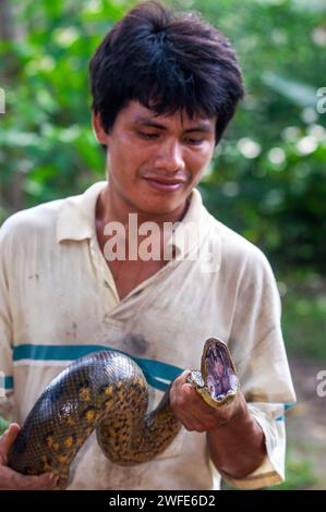 Anaconda verde selvaggio, Eunectes murinus, Parco Nazionale dell'Amazzonia, Loreto, Perù. L'anaconda verde (Eunectes murinus), nota anche come anaconda gigante, Foto Stock
