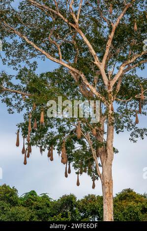 Gli uccelli di Oropendola nidificano nella foresta pluviale amazzonica nel villaggio dell'indiana vicino a Iquitos, Loreto, Perù, Sud America. Gli Oropendolas sono un genere di passerin Foto Stock