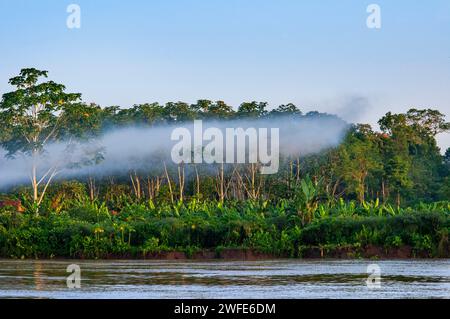 Fasci di simili passando attraverso il fumo nella foresta amazzonica vicino a Iquitos, Perù Foto Stock