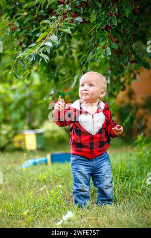 Il bel bambino che raccoglie ciliegie nel giardino dei ciliegi nelle soleggiate giornate estive Foto Stock