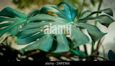 Fiori di Monstera. Primo piano. Foto Stock