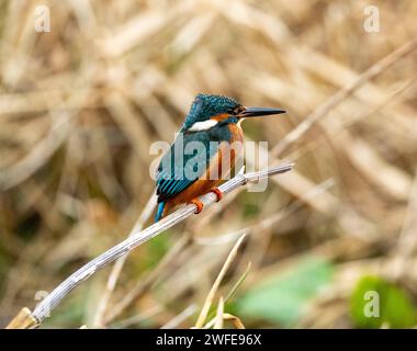 Maschio Kingfisher (alcedo atthis) arroccato nell'habitat naturale di Linlithgow, Scozia. Foto Stock
