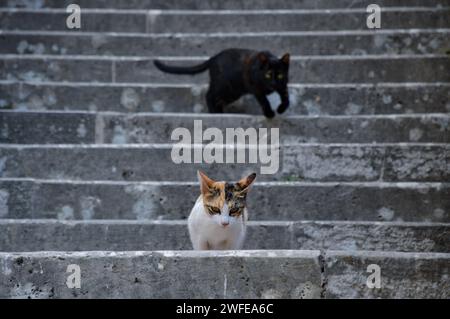 Adorabili gatti a Cattaro, Montenegro. Foto Stock