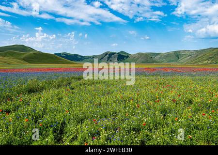 Lenticchie fiorite con papaveri e fiori di mais a Castelluccio di Norcia, parco nazionale dei Monti sibillini, Italia, Europa Foto Stock