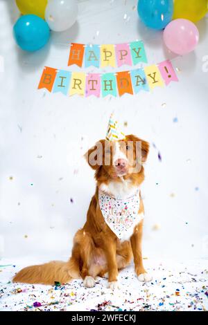 Buon compleanno a bordo di un Duck Tolling Retriever della nuova Scozia Foto Stock