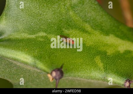 Genere Drosophila piccola mosca di frutta famiglia Drosophilidae natura selvaggia carta da parati di insetti, foto, fotografia Foto Stock