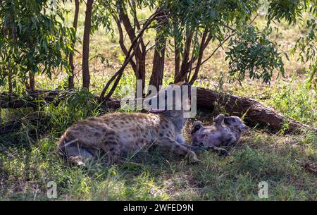 Una madre di Hyena macchiata giace all'ombra sotto un cespuglio con uno dei suoi cuccioli. Foto Stock