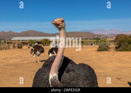 Struzzo dalla vita in su, in una fattoria vicino alla città di Oudtshoorn nella zona di Karoo in Sud Africa. Sullo sfondo altri due struzzi. Foto Stock